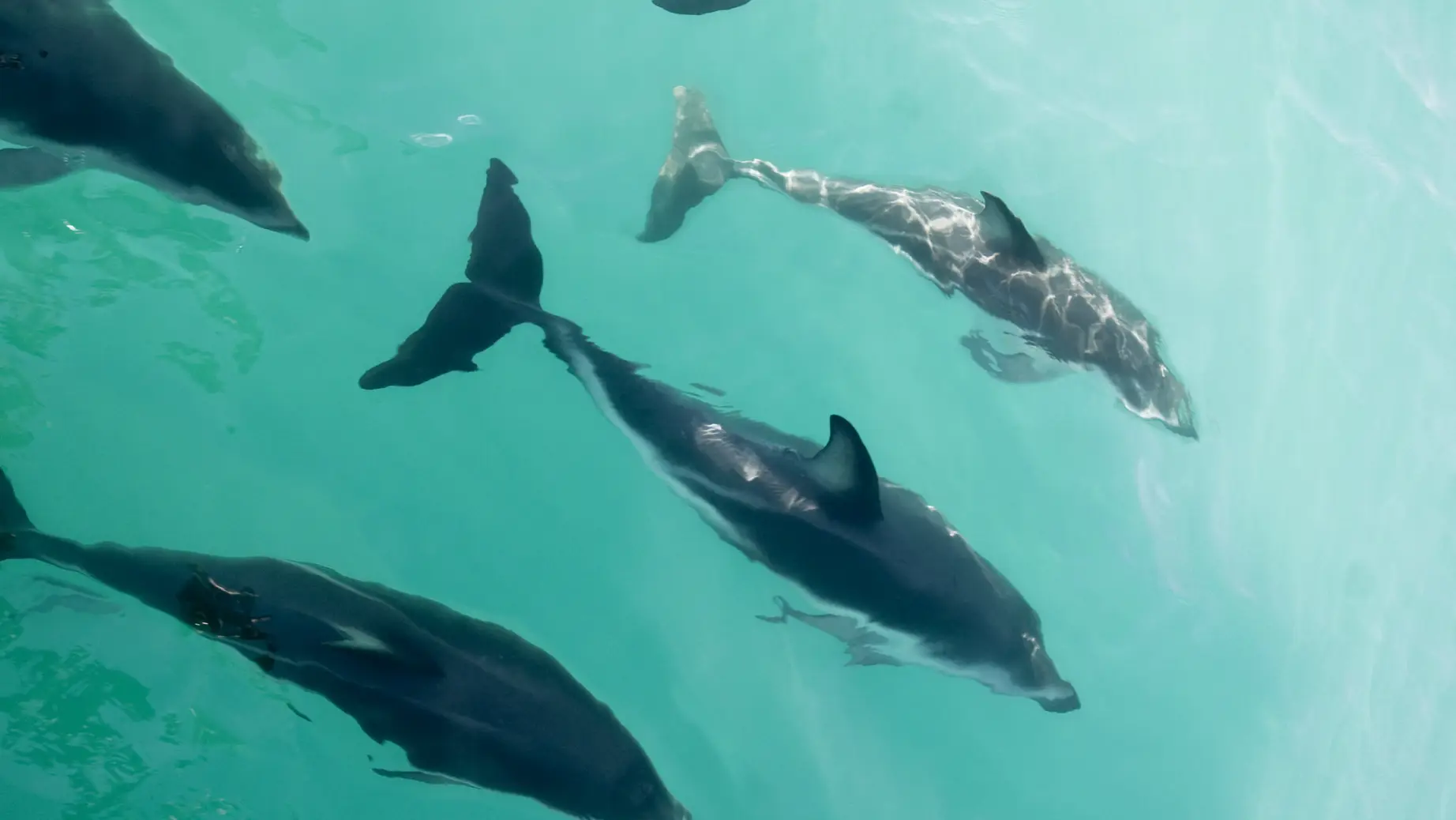 Nz kaikoura dolphins family header