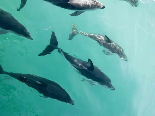 Nz kaikoura dolphins family header