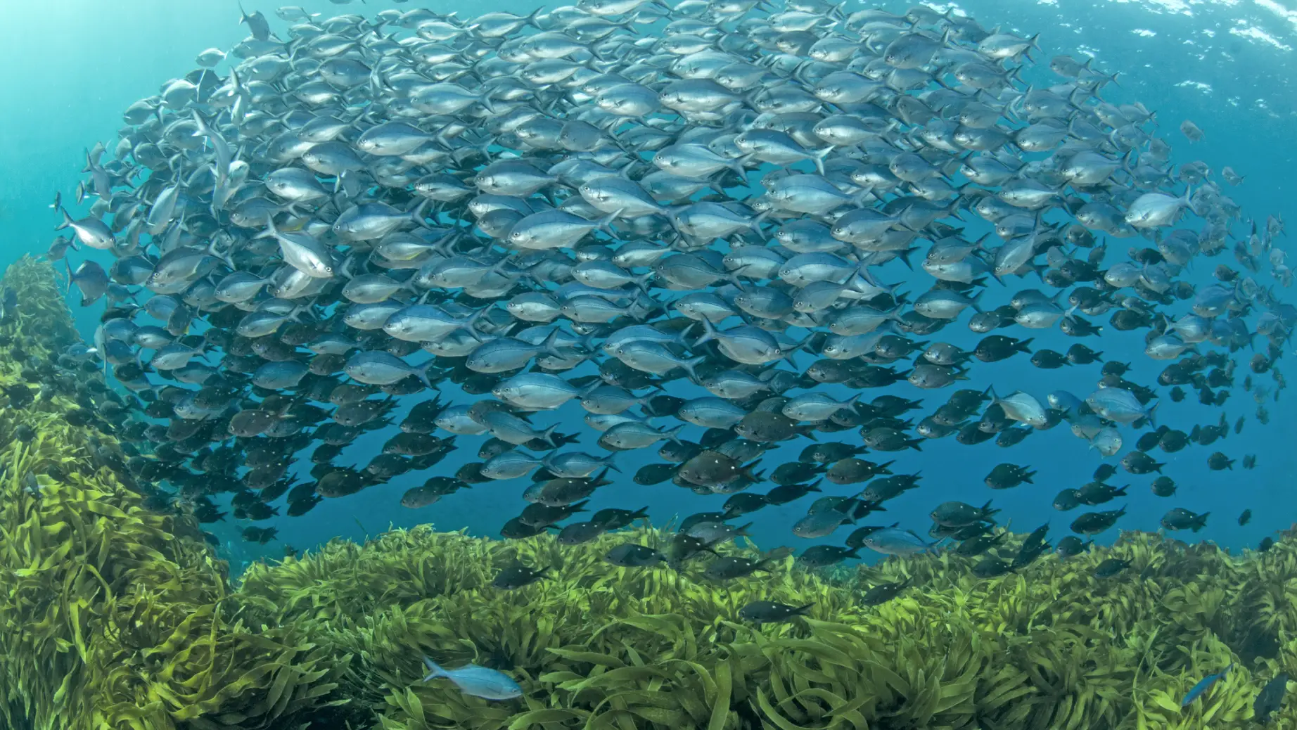 Nz poor knights islands group fish family see and do adventurous