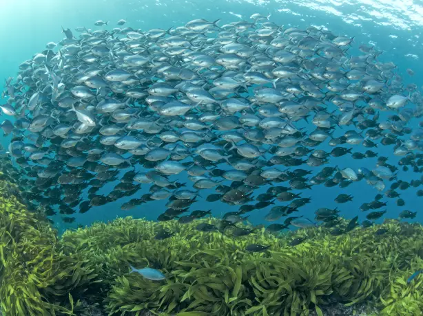 Nz poor knights islands group fish family see and do adventurous