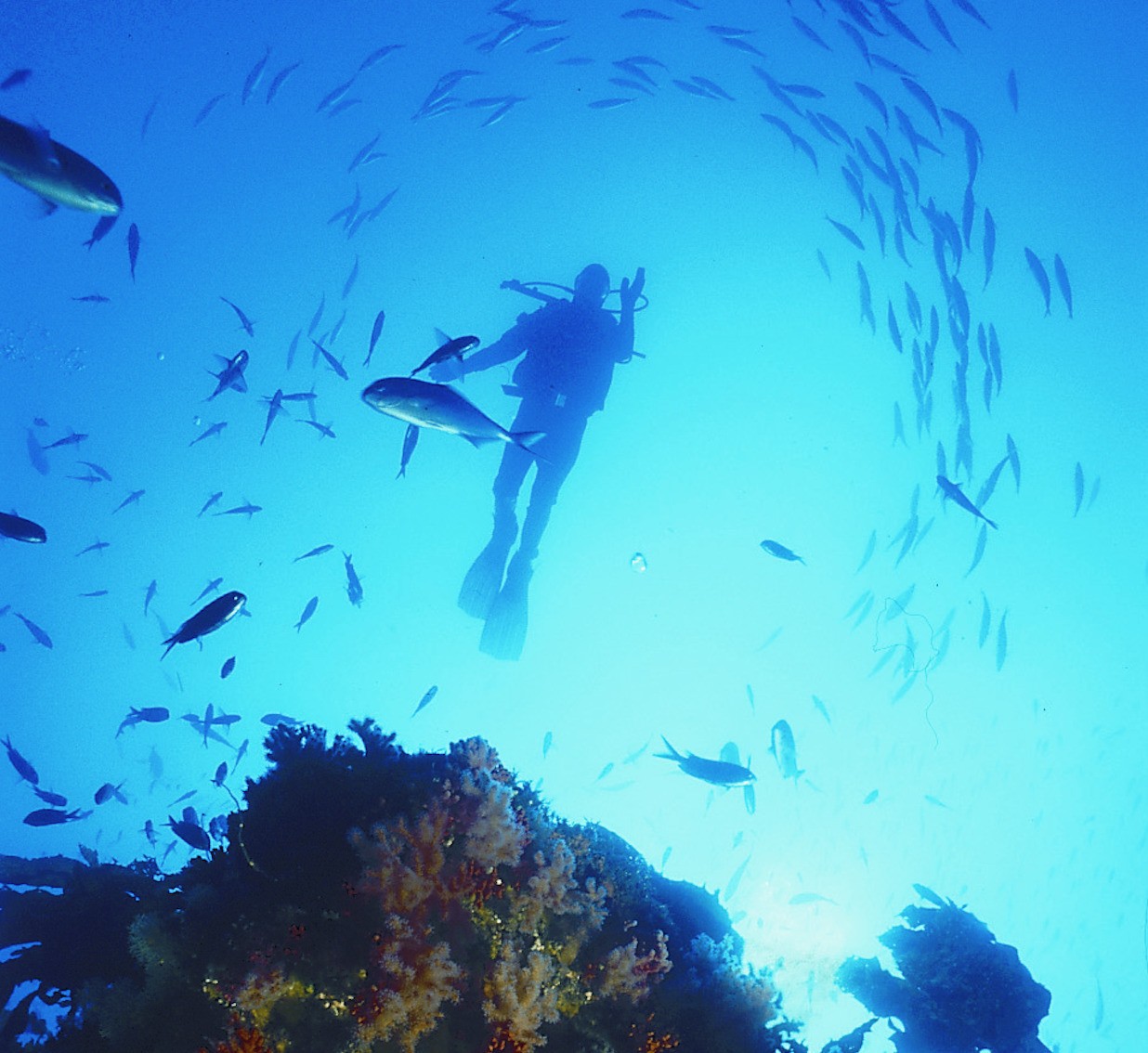 Nz poor knights islands diving fish family see and do adventurous
