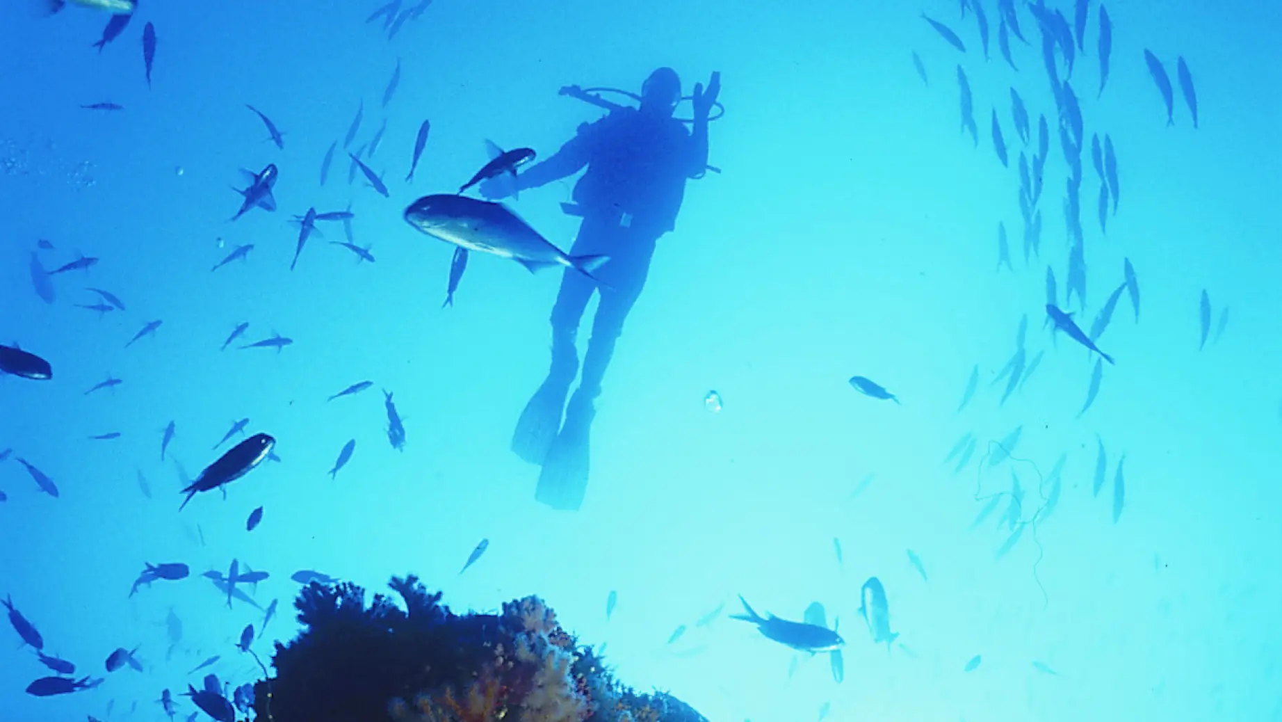 Nz poor knights islands diving fish family see and do adventurous