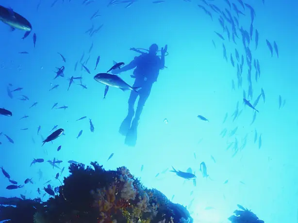 Nz poor knights islands diving fish family see and do adventurous