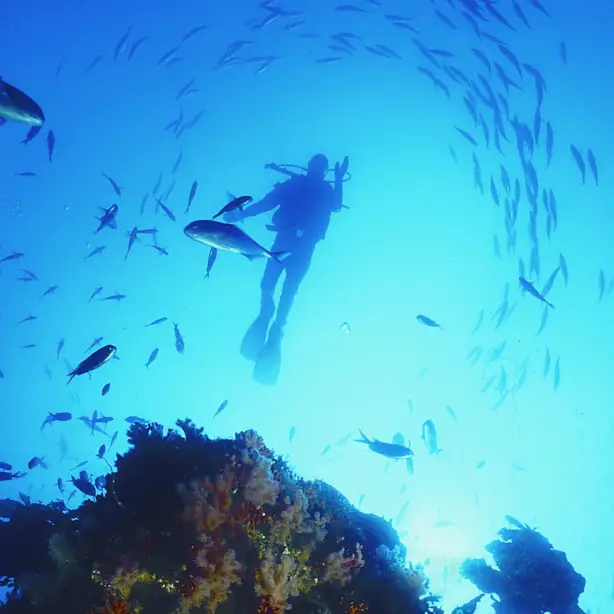 Nz poor knights islands diving fish family see and do adventurous