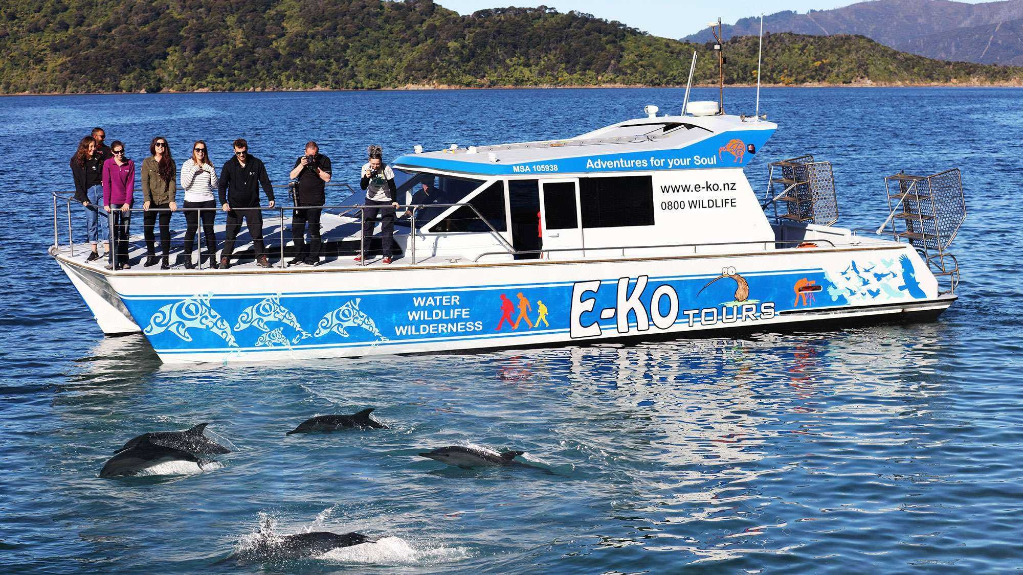 Nz queen charlotte sound wildlife cruise boat family see and do easy going