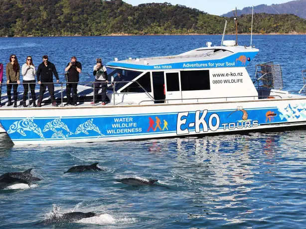 Nz queen charlotte sound wildlife cruise boat family see and do easy going