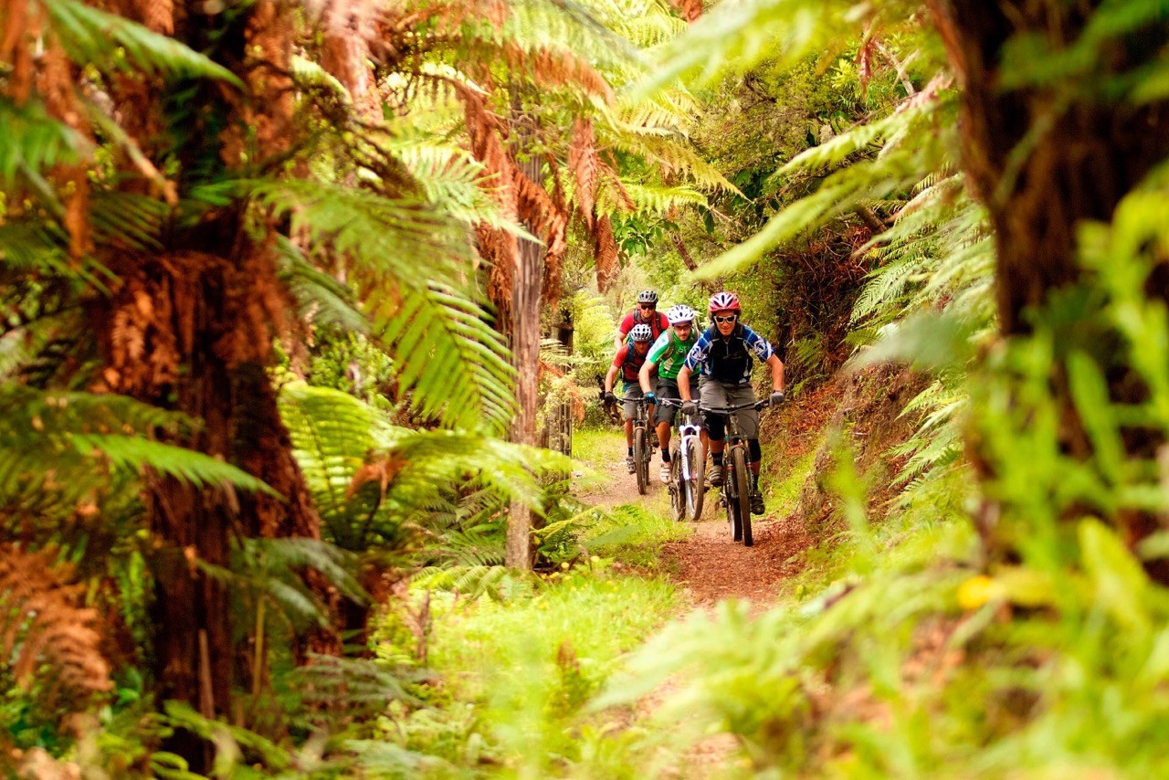 Vier Menschen fahren mit Mountainbikes durch Farnwald in Neuseeland