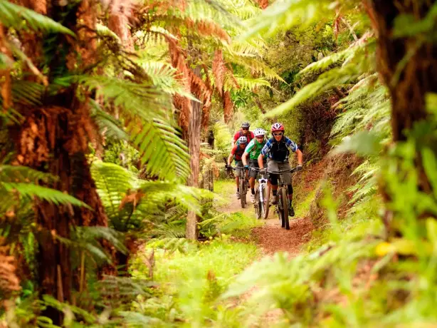 Vier Menschen fahren mit Mountainbikes durch Farnwald in Neuseeland