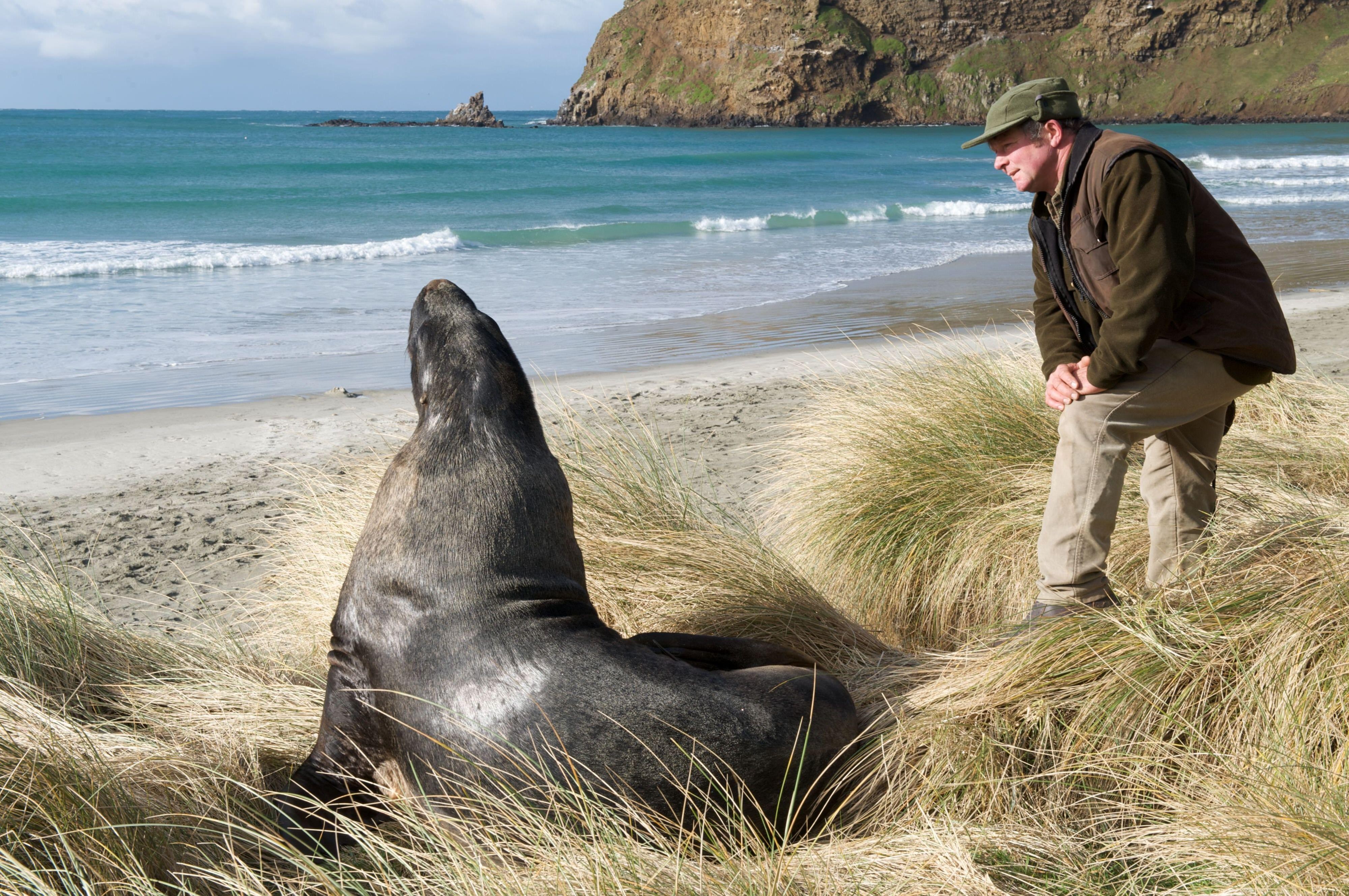 Nz otago peninsula beach sea lion friends active