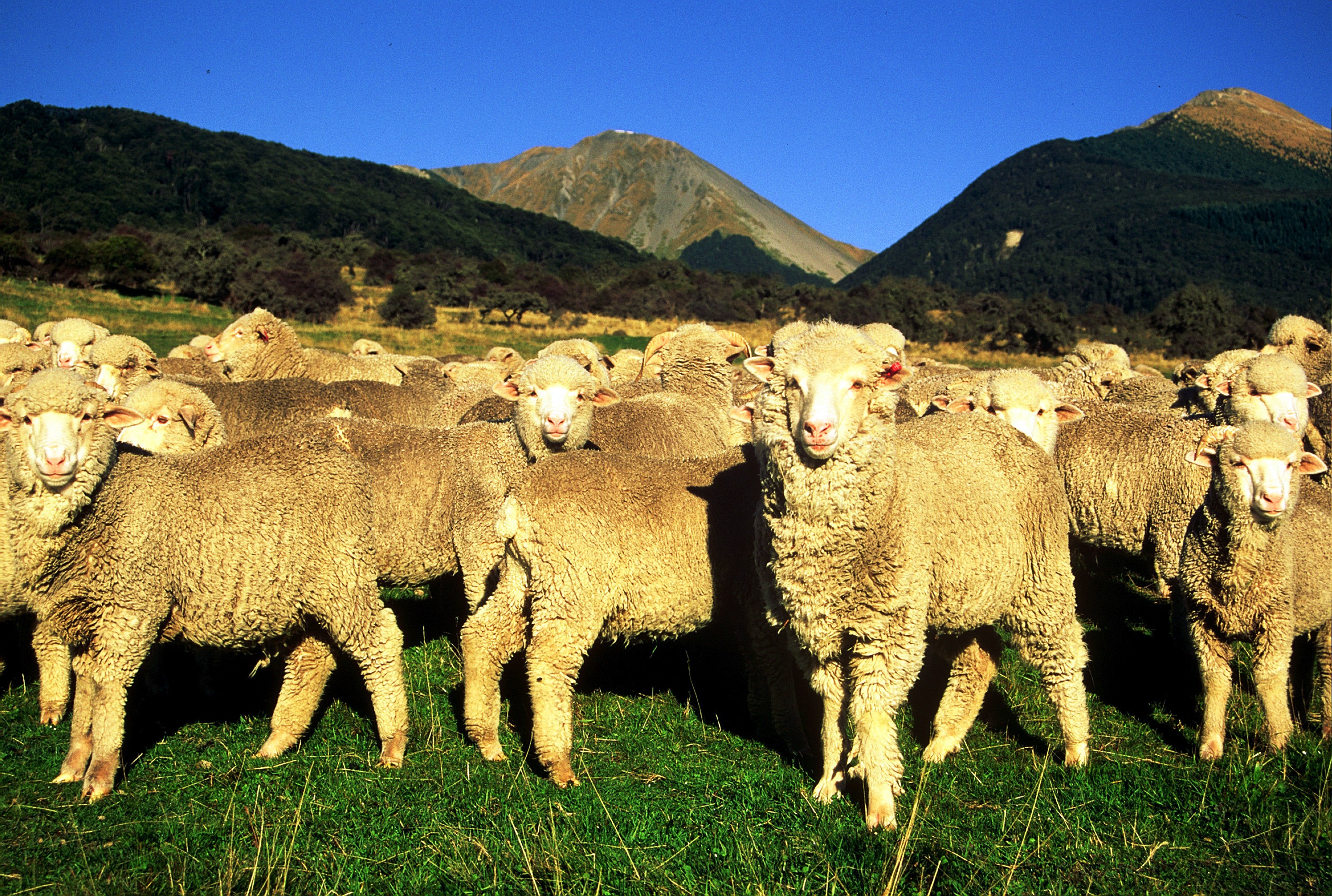 Nz arthurs pass lodge farm sheep friends stays luxury