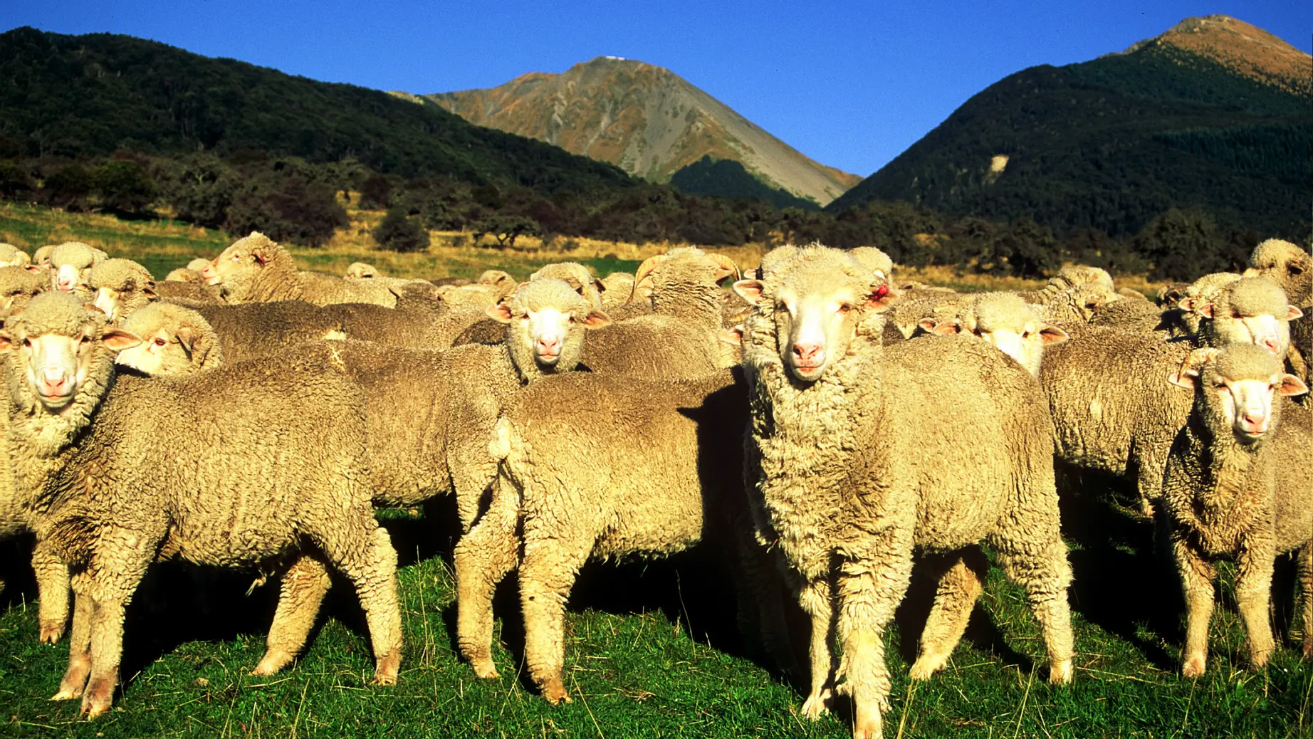 Nz arthurs pass lodge farm sheep friends stays luxury