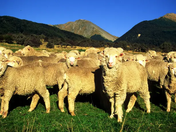 Nz arthurs pass lodge farm sheep friends stays luxury