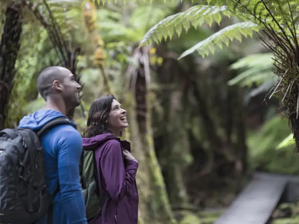 Pärchen wandert durch Farnwald in Neuseeland