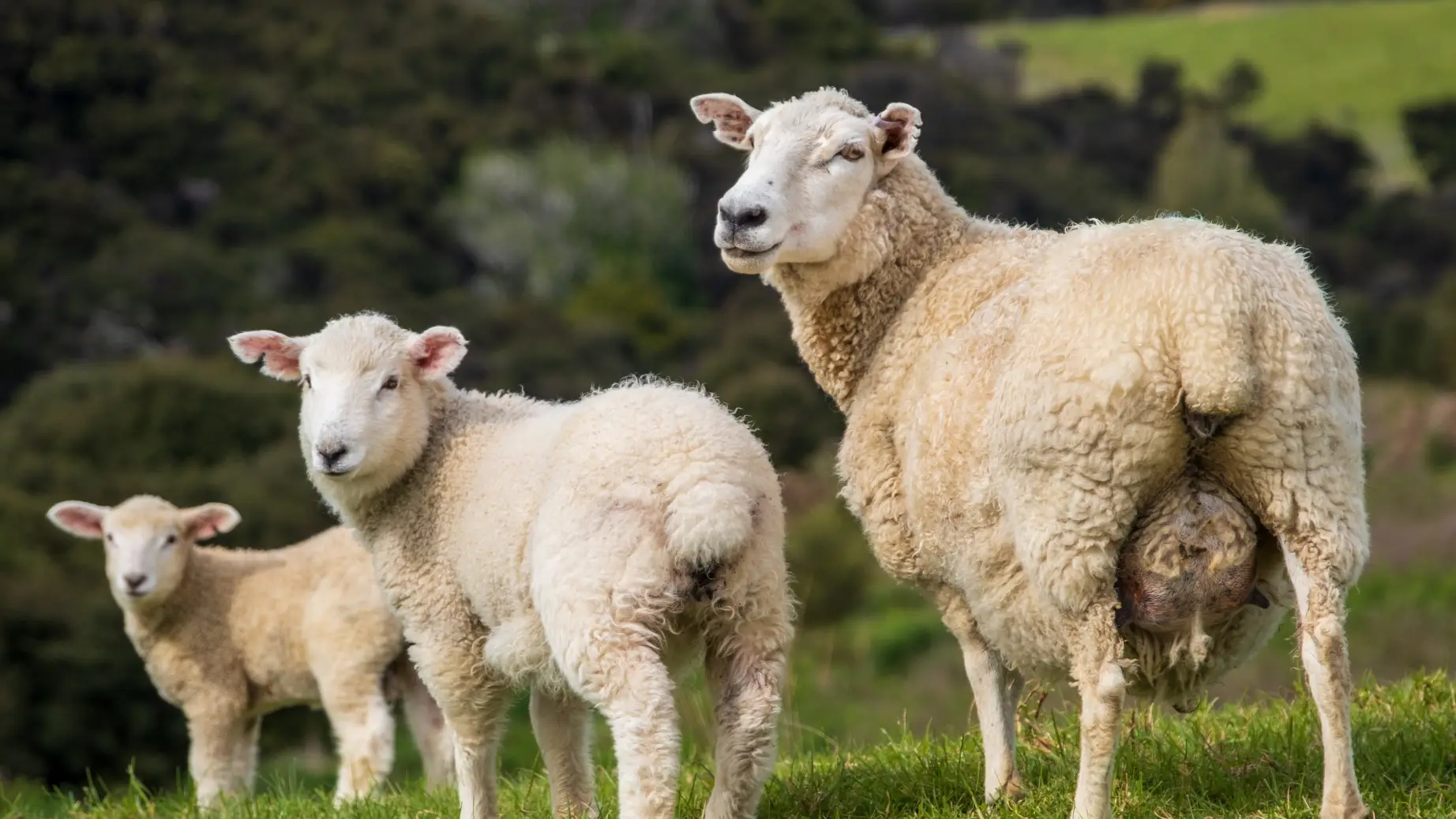 Neuseeland Schaffamilie