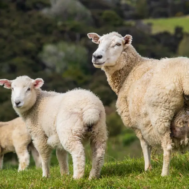 Drie Nieuw-Zeelandse schapen die omkijken