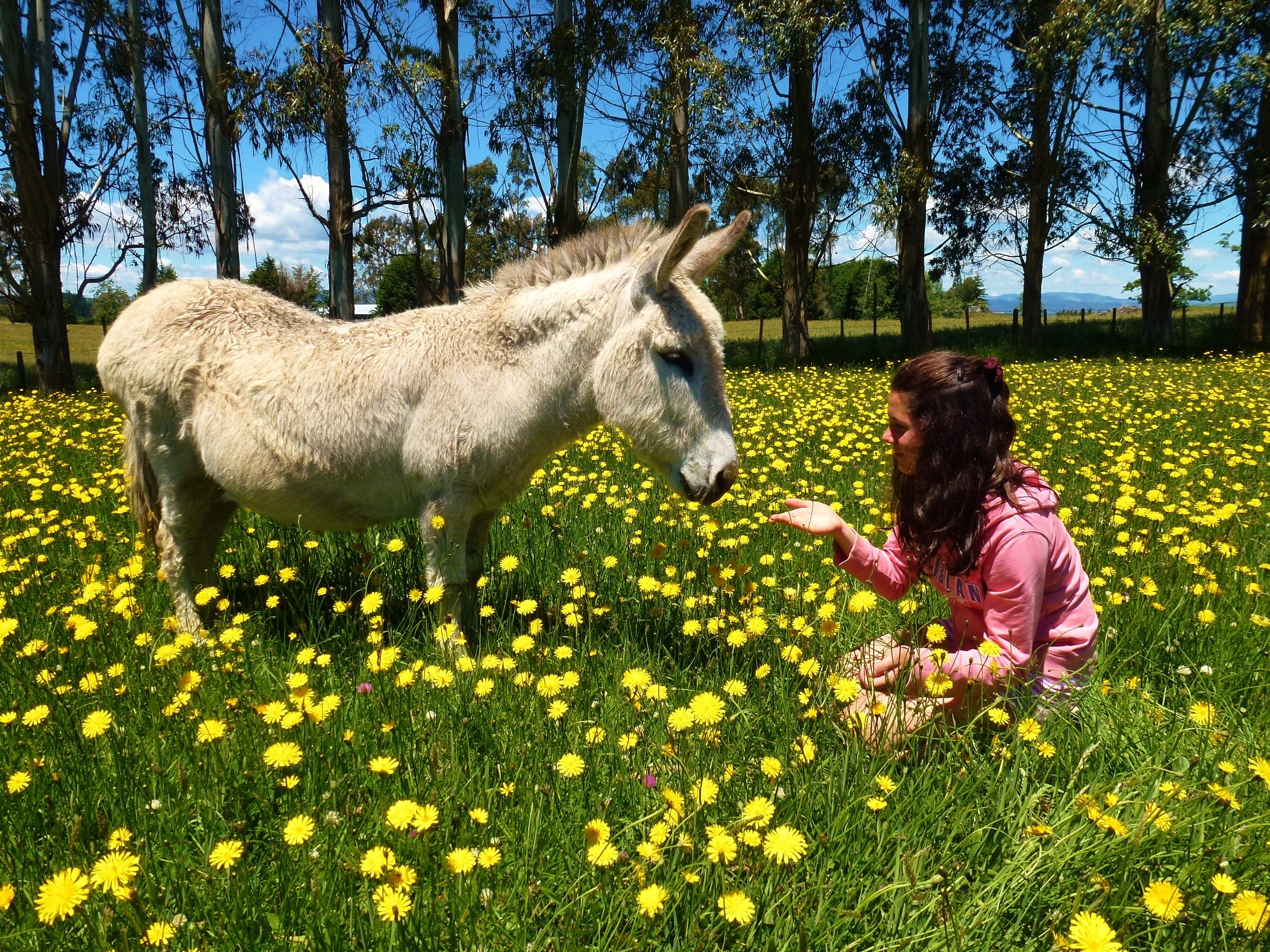 Neuseeland Kaharoa Rotorua Blossom Cottage Blossom Cottage Esel Keno Tiere streicheln blumenwiese