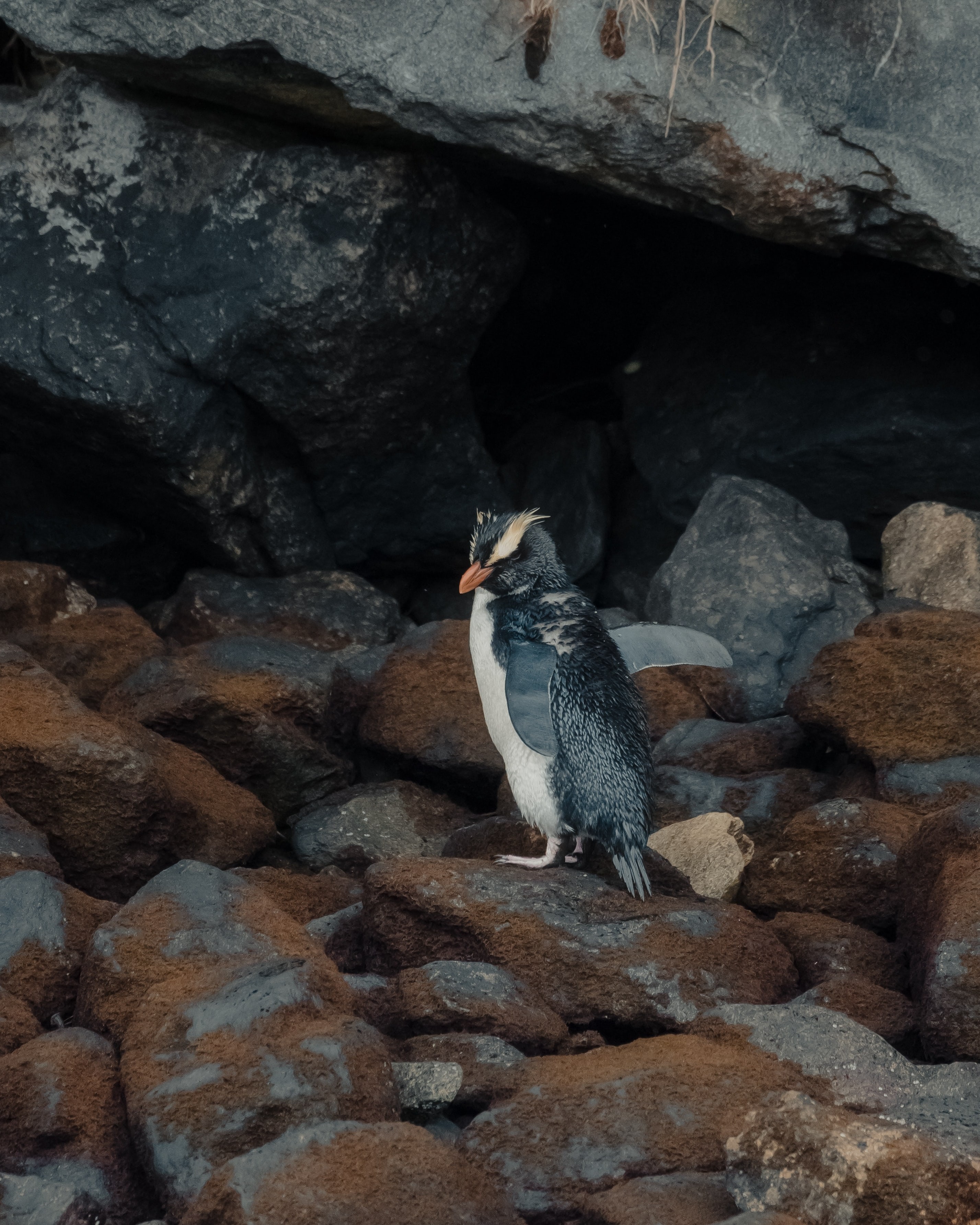 Neuseeland Südinsel Fjordland Pinguin Milford Sound