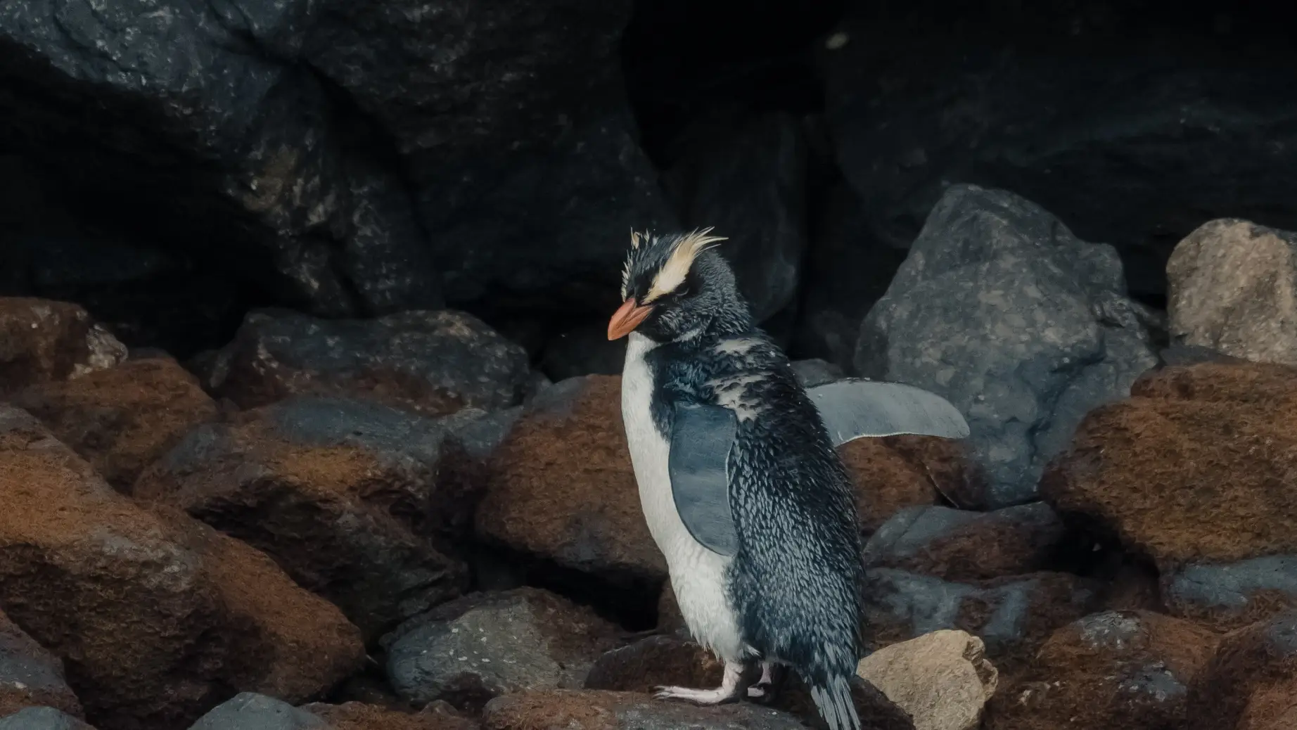 Neuseeland Südinsel Fjordland Pinguin Milford Sound
