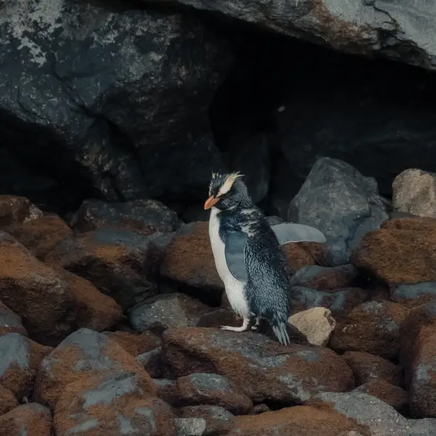Neuseeland Südinsel Fjordland Pinguin Milford Sound