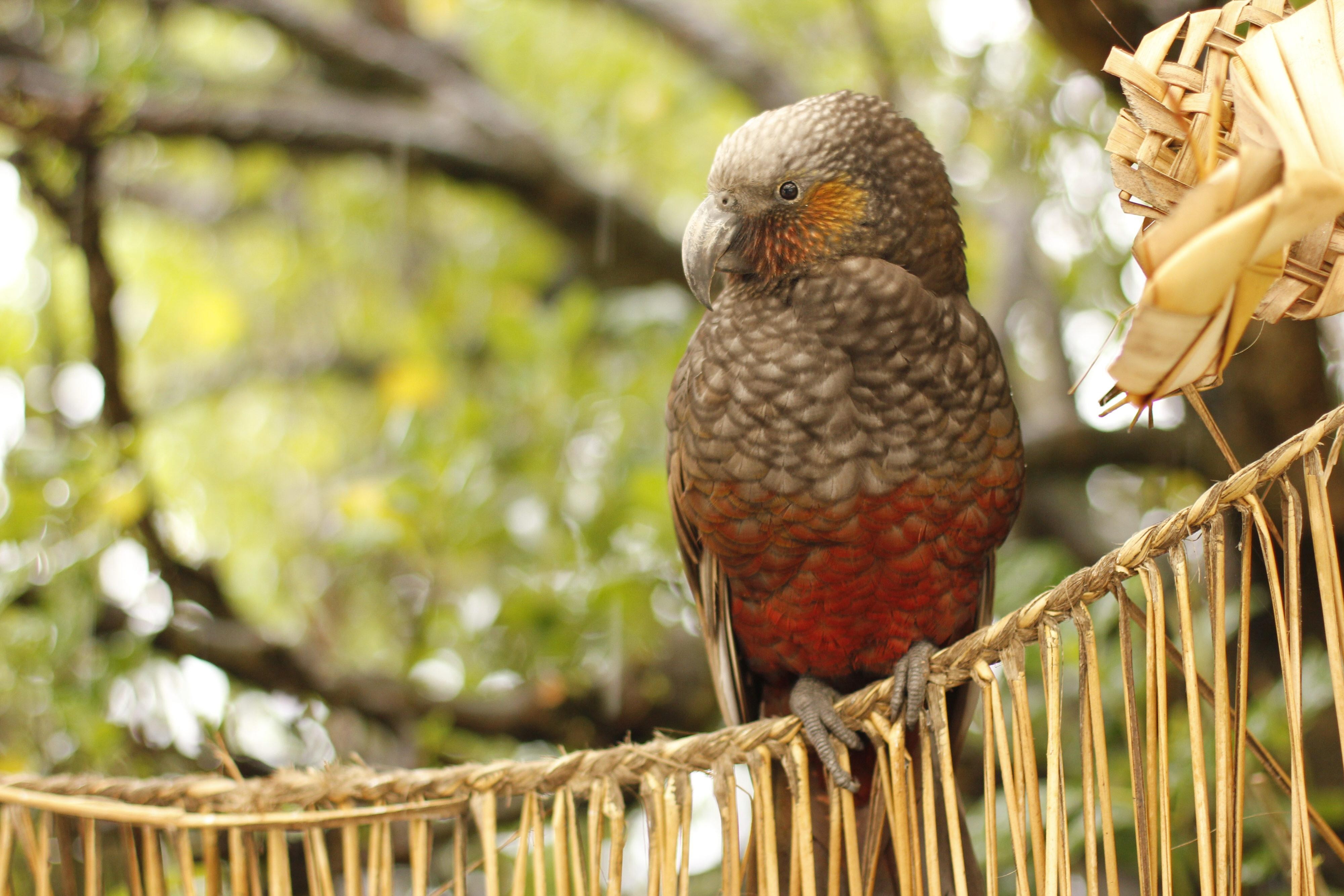 Parrot perched on woven grass