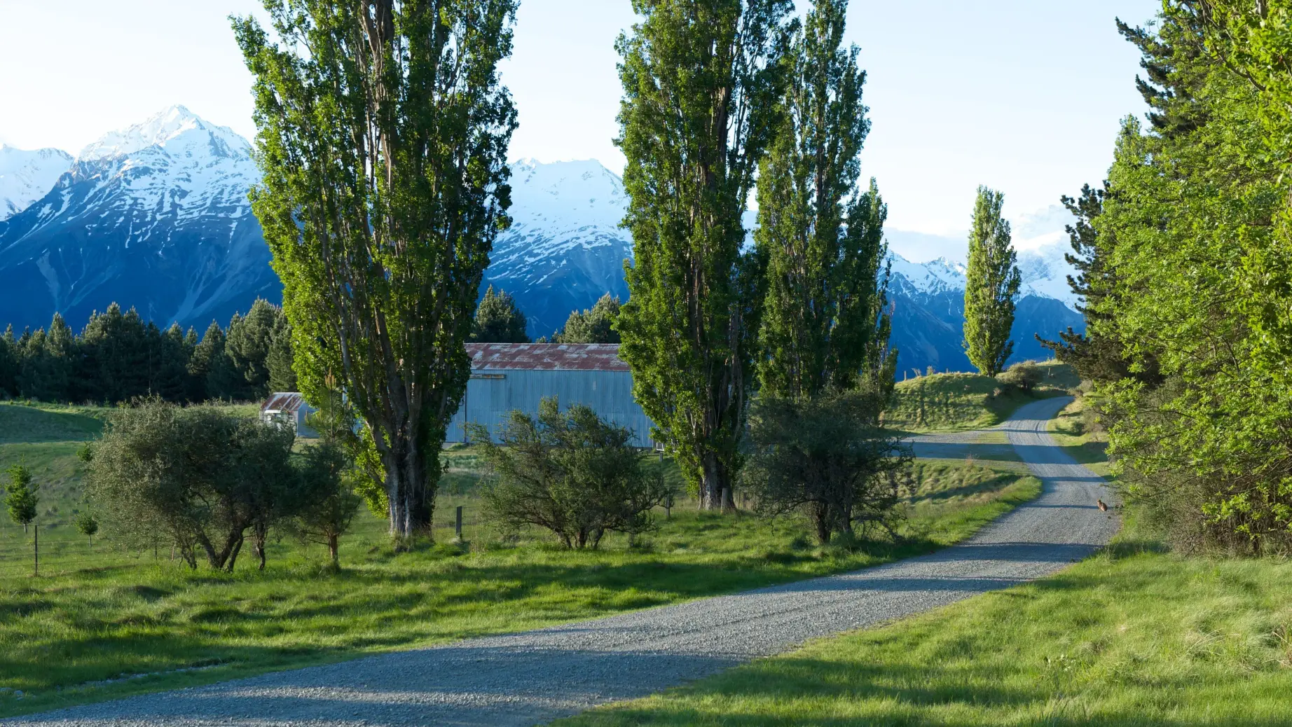 Nz canterbury road mountain trees solo medium car