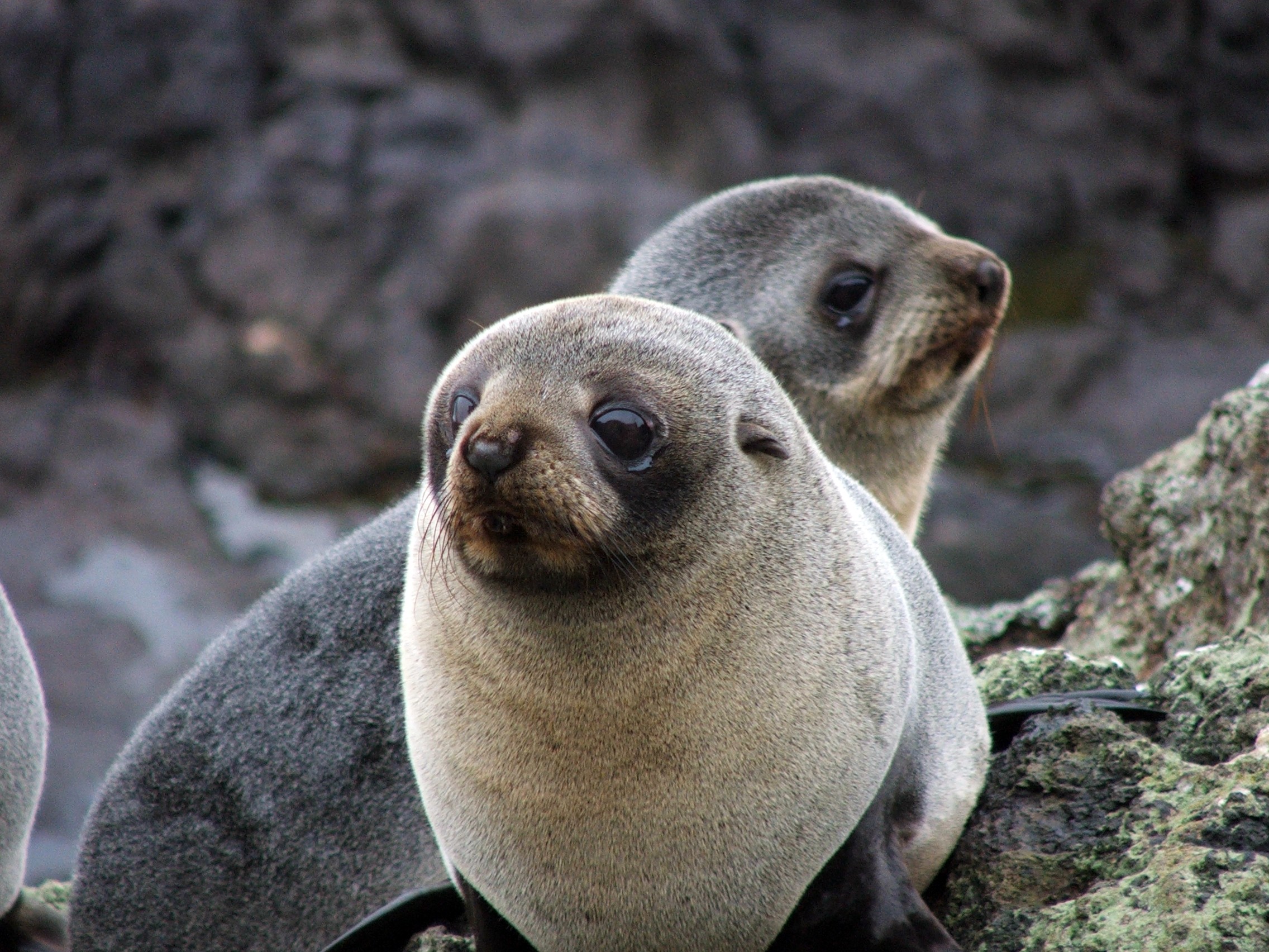 Nz otago peninsula fur seal spotting solo see and do easy going