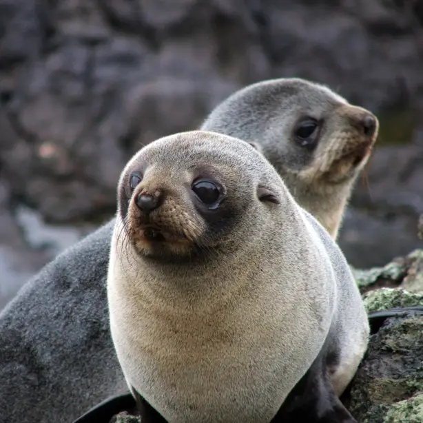 Nz otago peninsula fur seal spotting solo see and do easy going