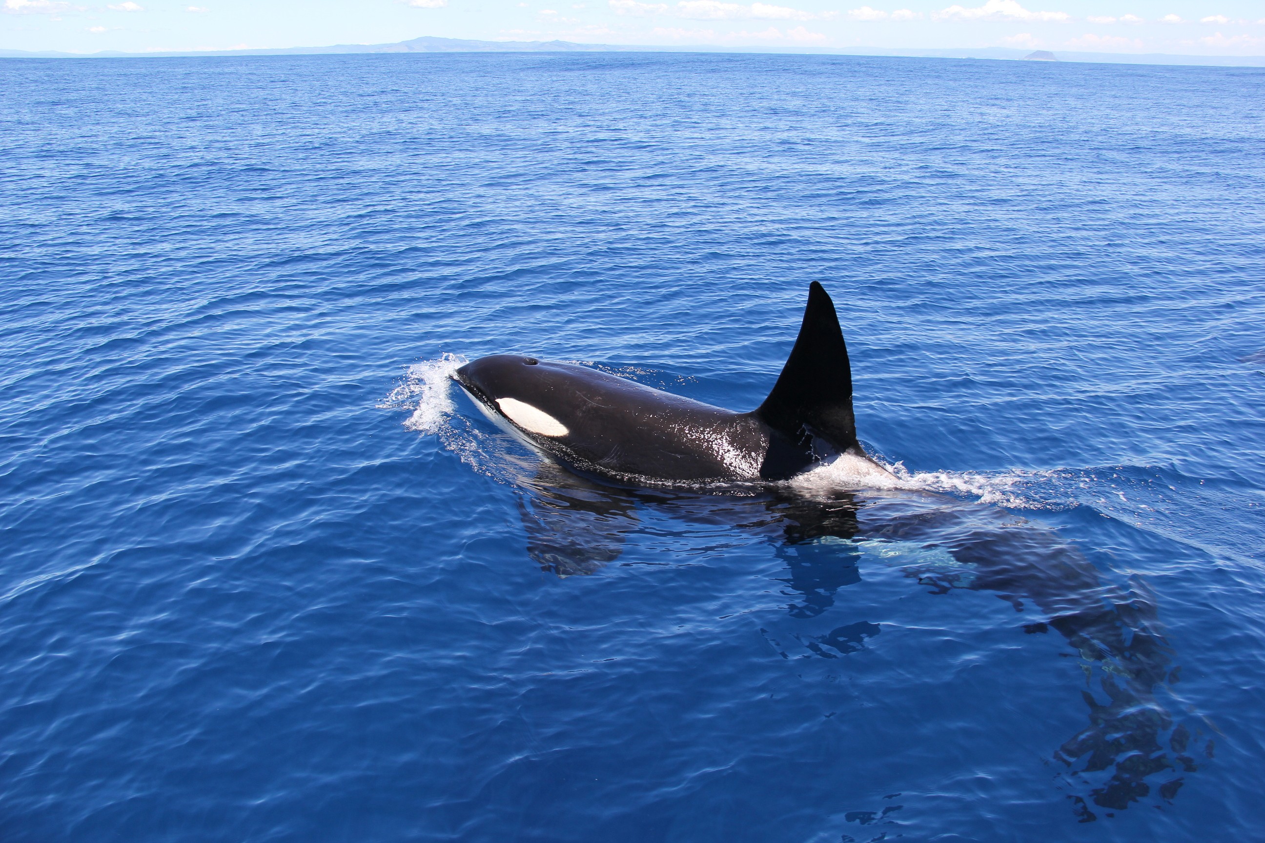 Nz auckland orca spotting solo see and do easy going