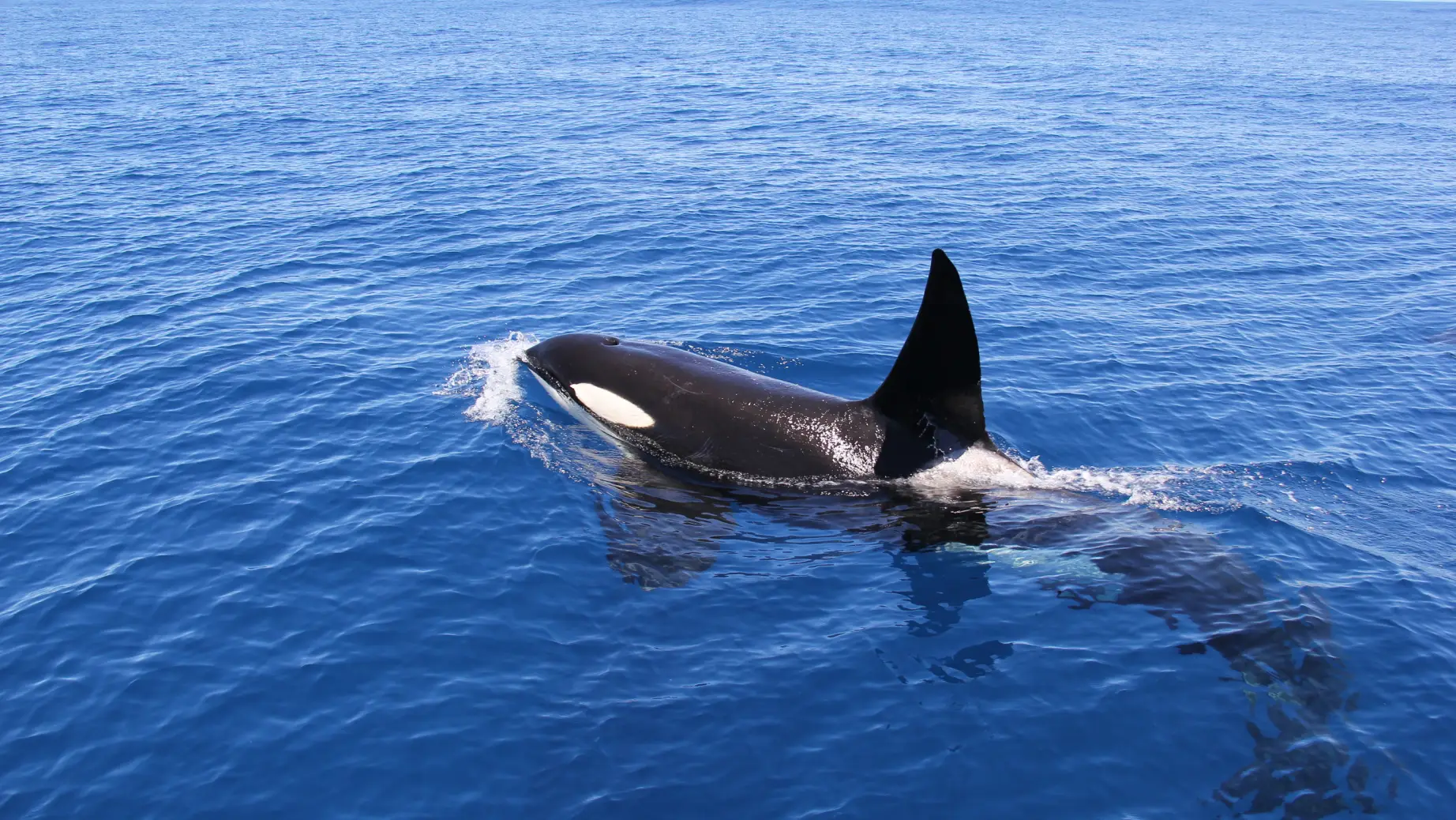 Nz auckland orca spotting solo see and do easy going