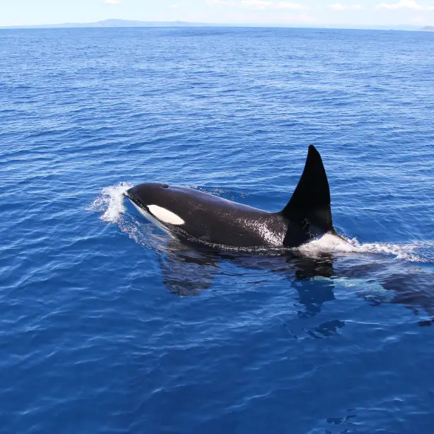 Nz auckland orca spotting solo see and do easy going