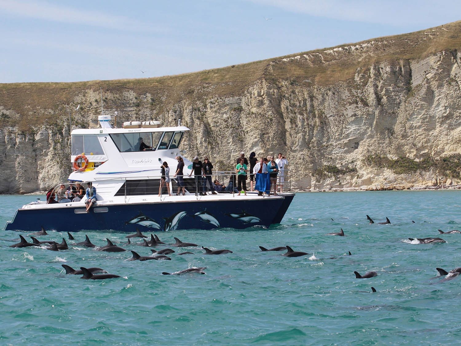 Nz dolphin encounter kaikoura 1 solo easy going