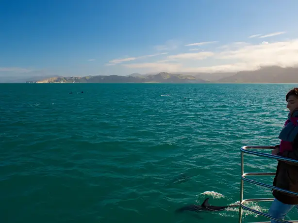 Nz dolphin encounter kaikoura 2 solo easy going