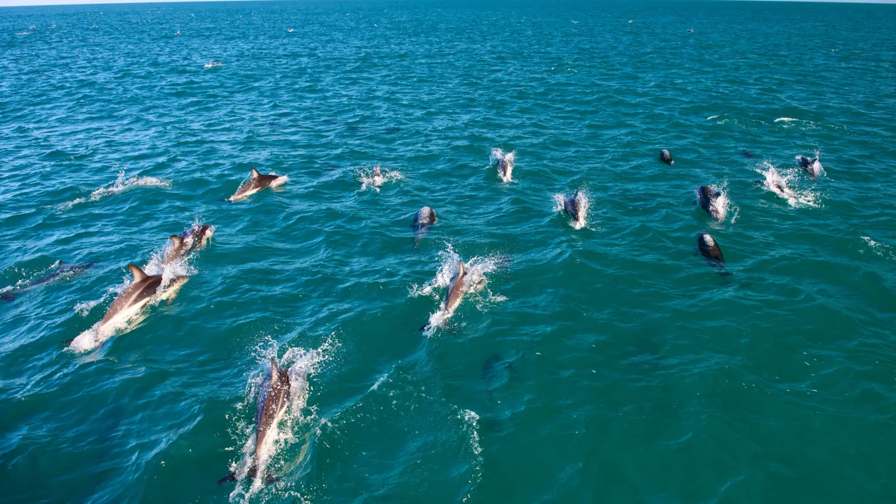 Nz dolphin encounter kaikoura 3 solo easy going