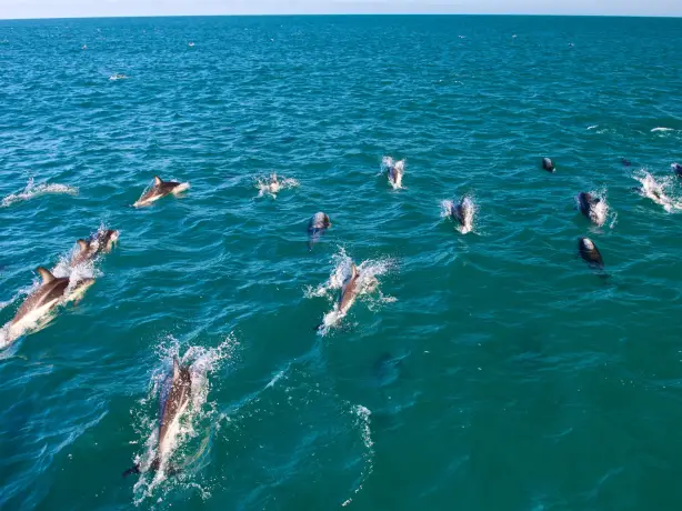 Nz dolphin encounter kaikoura 3 solo easy going