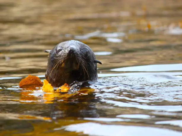 Eine Robbe, die ihren Kopf aus dem Wasser streckt