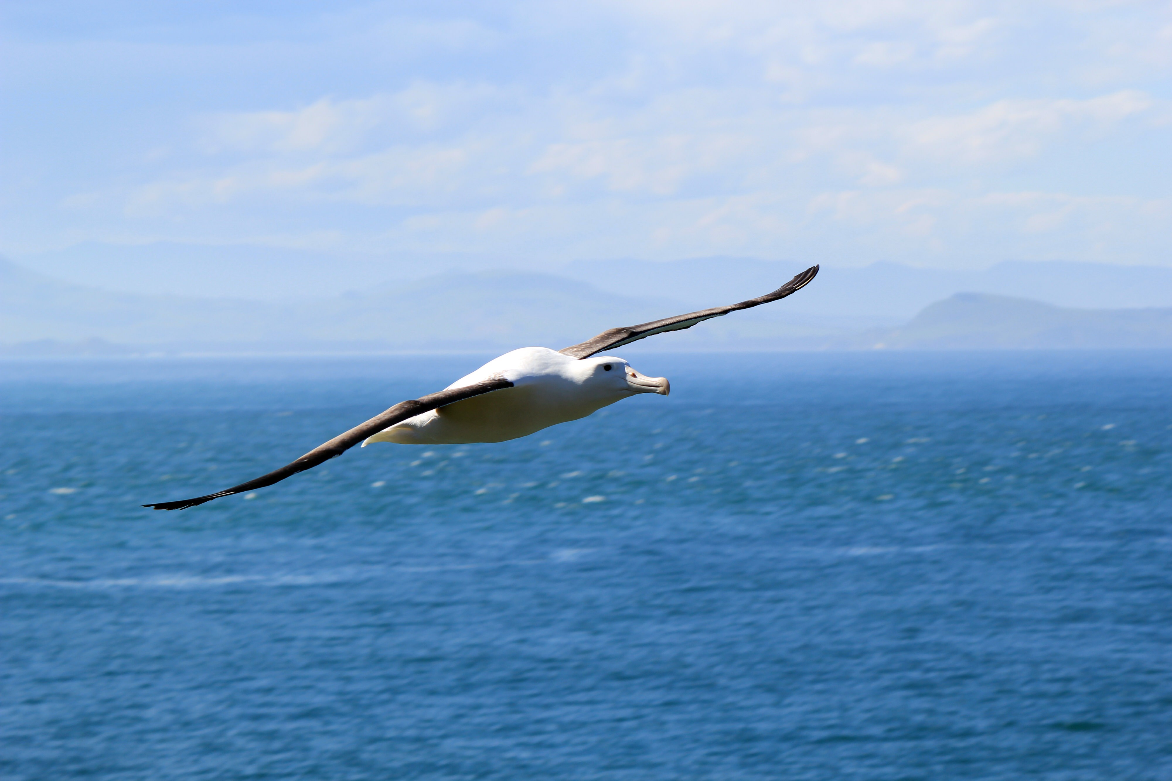 Neuseeland Otago Peninsula Albatross