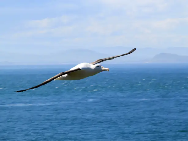 Neuseeland Otago Peninsula Albatross