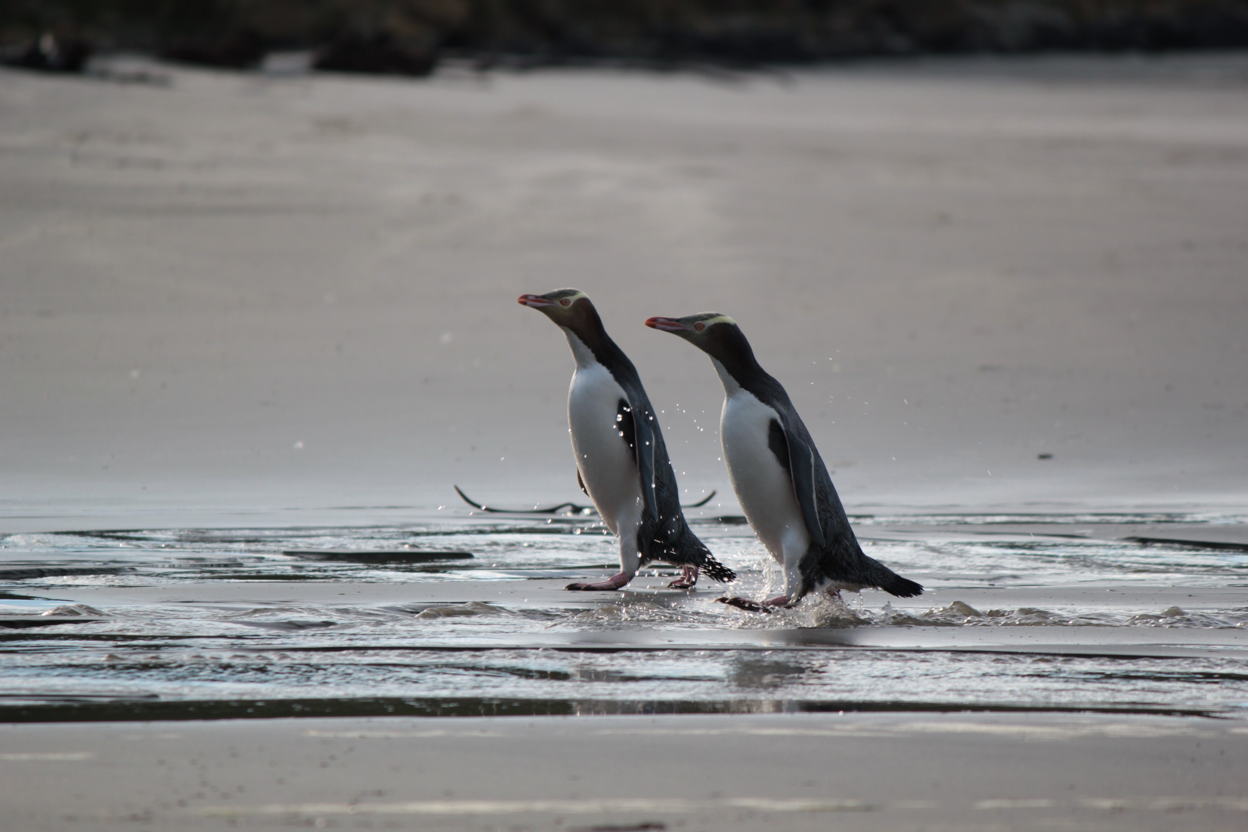 Neuseeland Otago Peninsula Pinguine