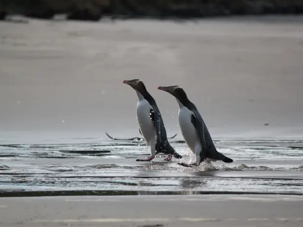 Neuseeland Otago Peninsula Pinguine