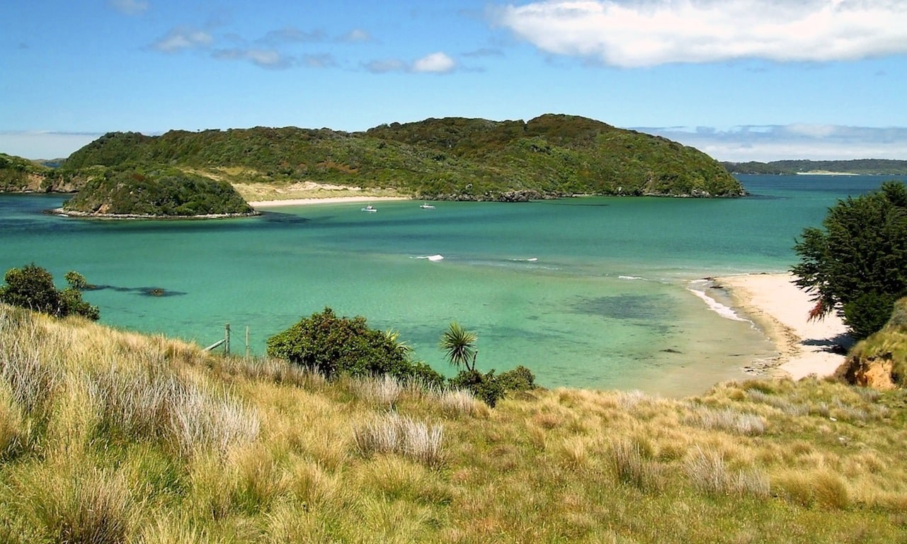 Stewart island vogels spotten min