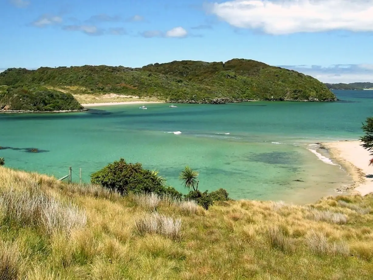 Stewart island vogels spotten min