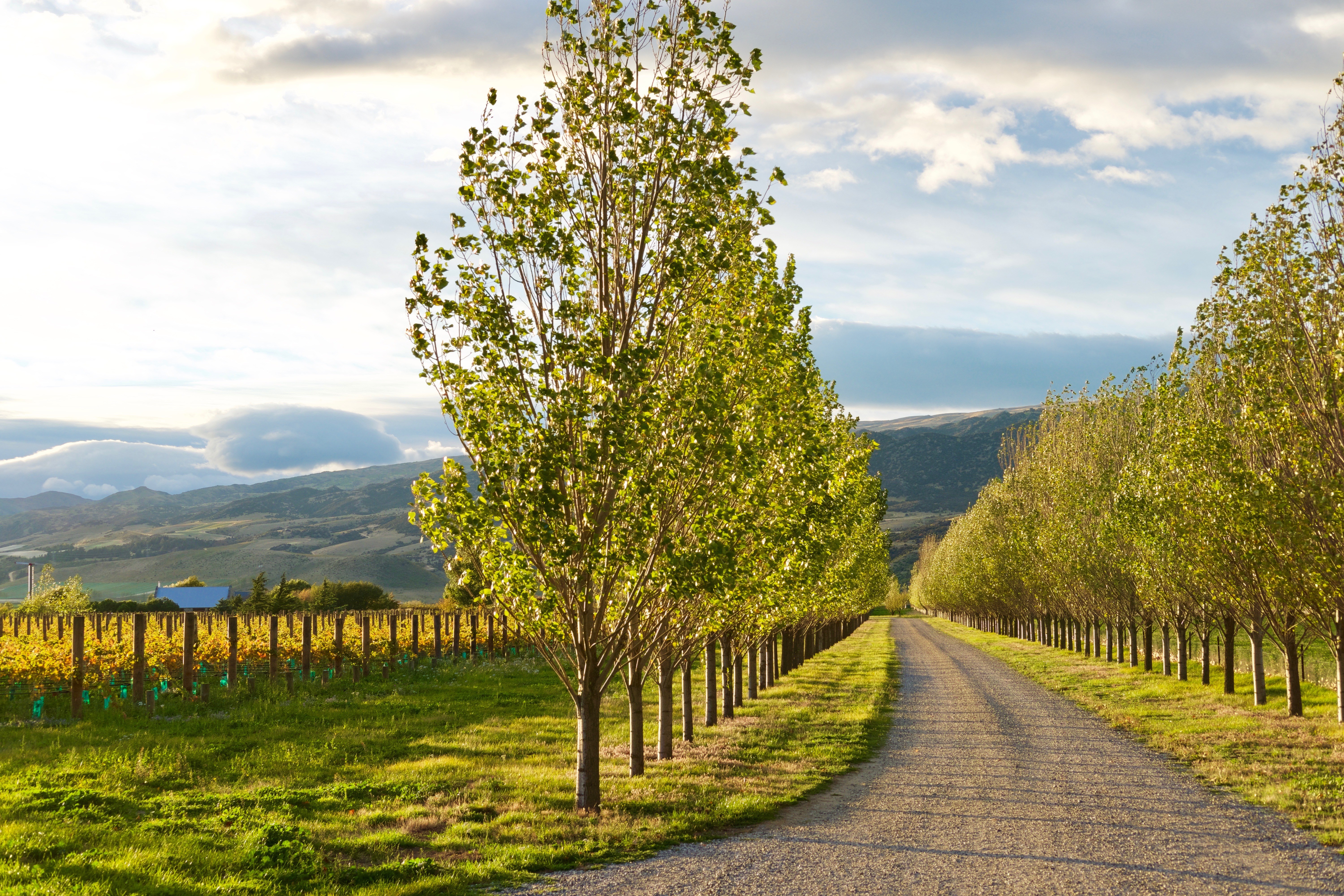 nz-central-otago-cottage-vineyard-view-partner-accommodation-comfortable
