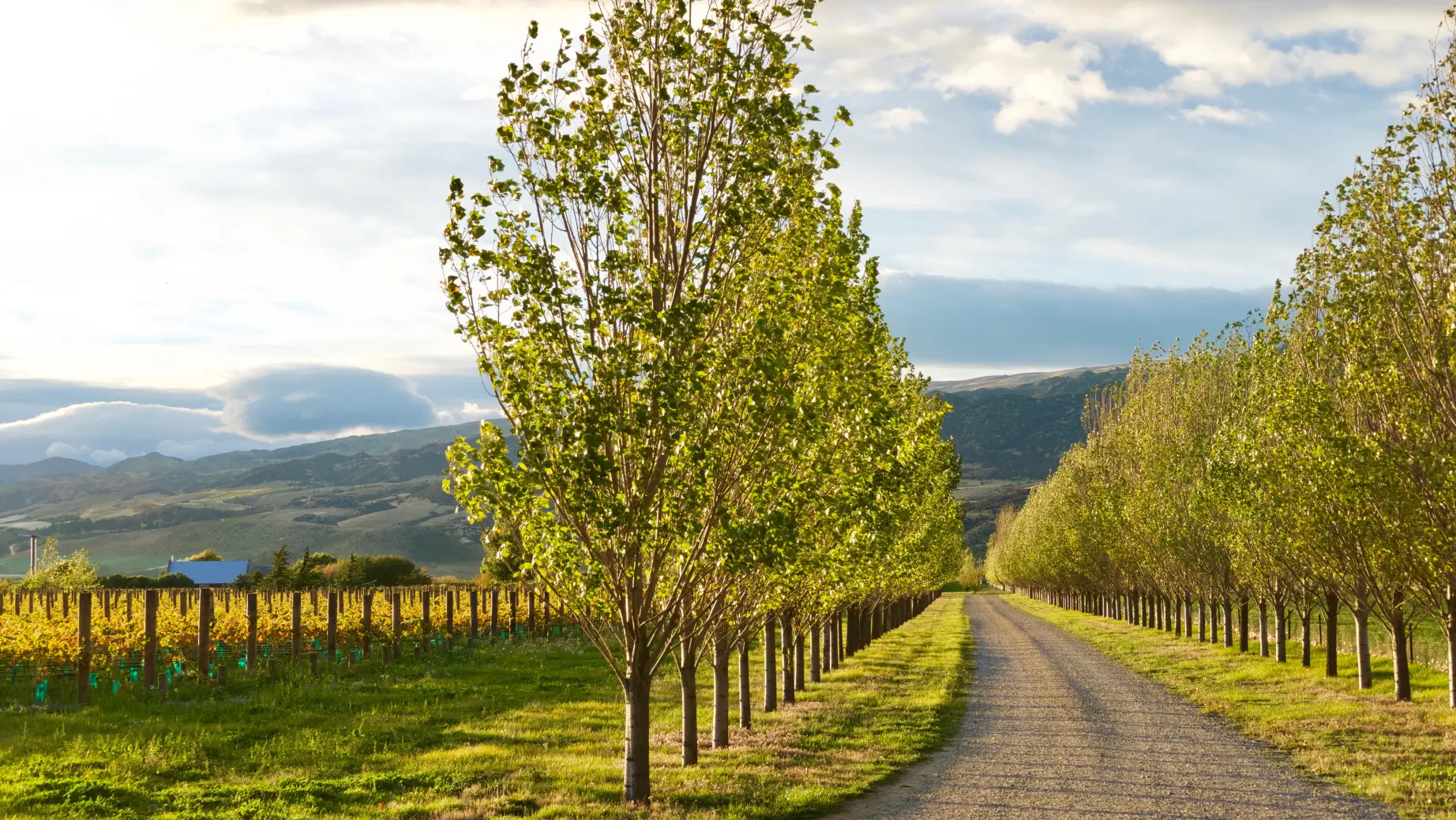 nz-central-otago-cottage-vineyard-view-partner-accommodation-comfortable