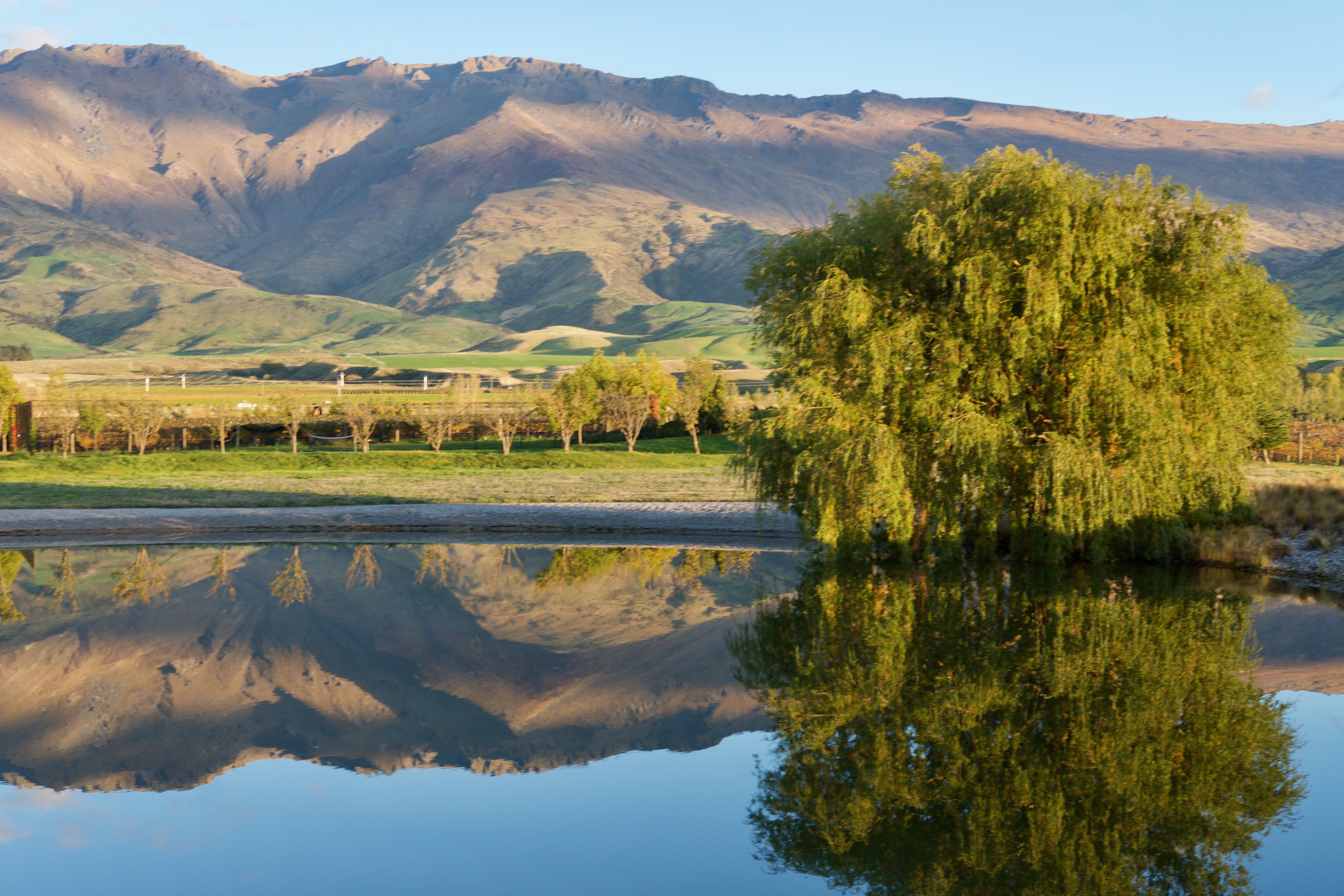 nz-central-otago-cottage-vineyard-garden-view-partner-accommodation-comfortable
