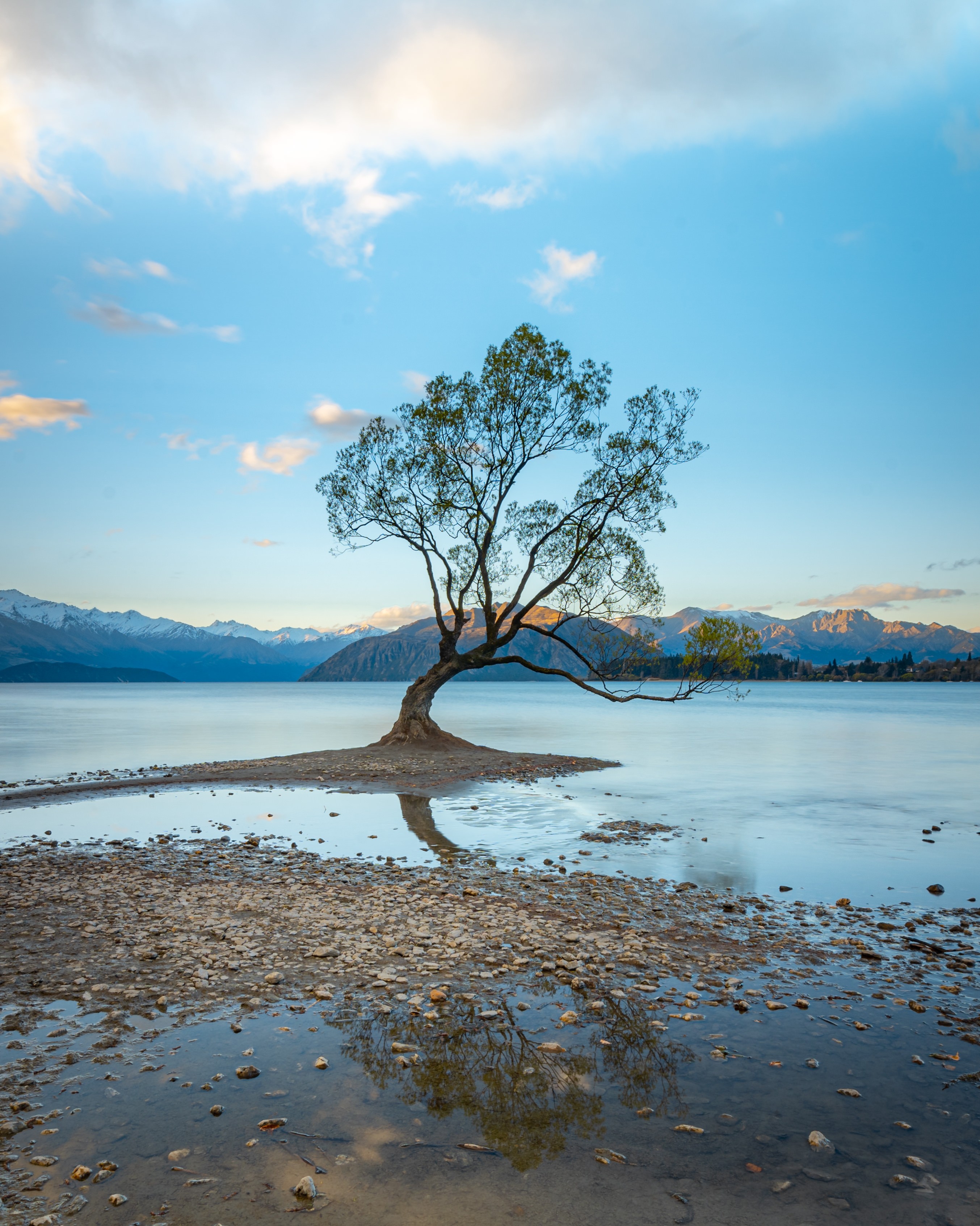 Nz wanaka tree partner easygoing