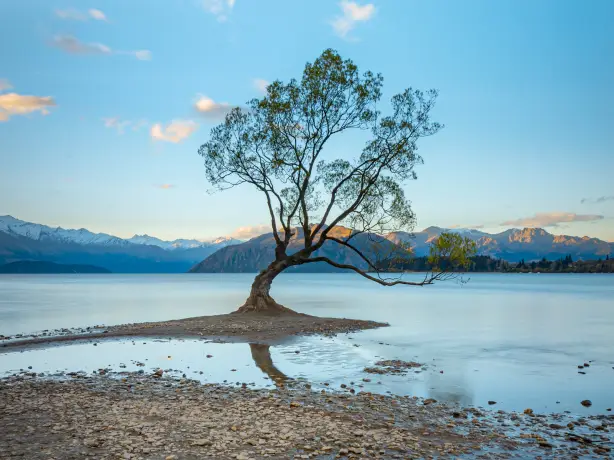 Nz wanaka tree partner easygoing
