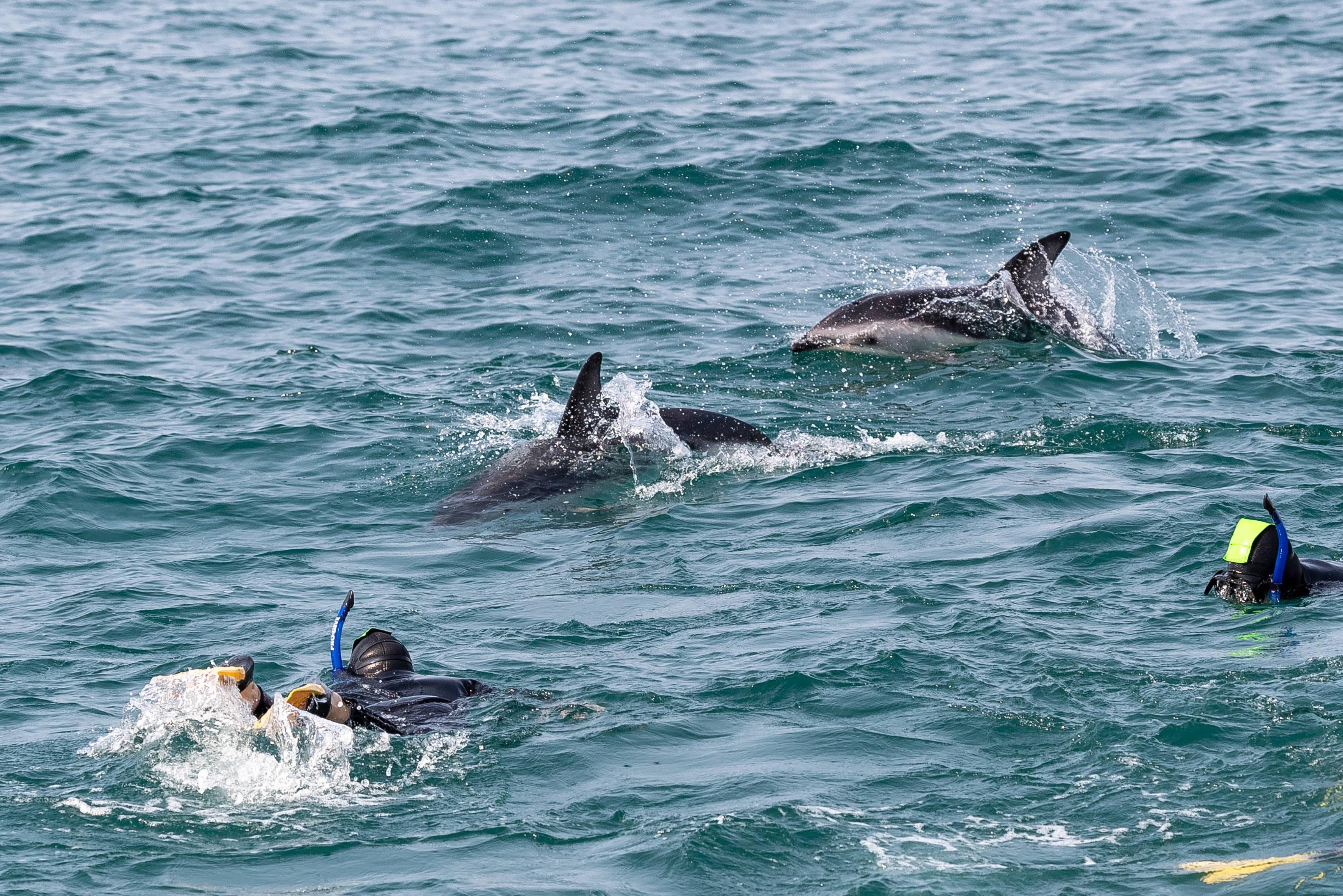 Avontuur met dolfijnen in Kaikoura, Nieuw-Zeeland