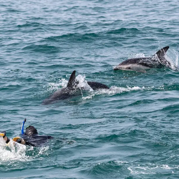Avontuur met dolfijnen in Kaikoura, Nieuw-Zeeland