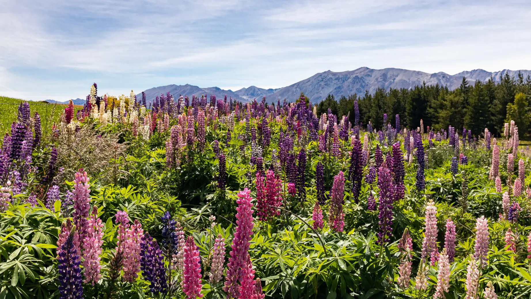 milford road wildflowers with mountains and tree lines in the background