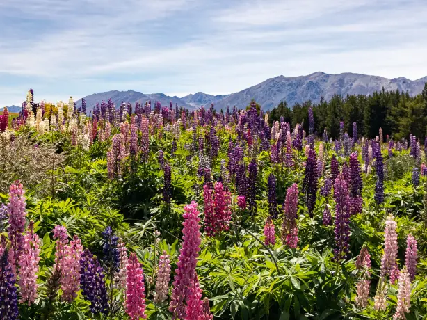 milford road wildflowers with mountains and tree lines in the background